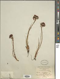 Image result for Bulbine asphodeloides