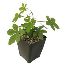 Image result for Adenia glauca