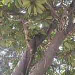 Image result for Ficus saussureana