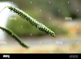 Image result for Urochloa brizantha