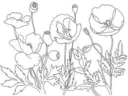 Poppy flower memorial day coloring page. Poppies Coloring Pages Best Coloring Pages For Kids Poppy Coloring Page Flower Coloring Pages Mandala Coloring Pages