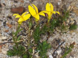 Image result for Monopsis zeyheri