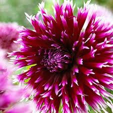 Très décoratif, il forme une touffe imposante de 1m à 1.50m. Alauna Clair Obscur Dahlia Bulbs Fimbriata Dahlia High Country Gardens