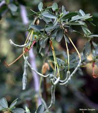 Image result for Cadaba termitaria