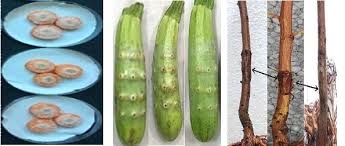 Image result for Rhizobium radiobacter, syn. Agrobacterium tumefaciens