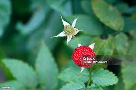 Image result for Rubus rosifolius