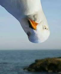 pin by kathleen boehmig on cc tx life s a beach pet birds funny birds cute animals