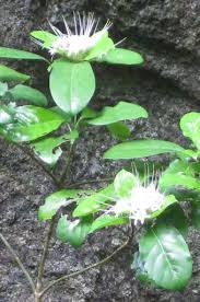 Image result for Euphorbia crebrifolia