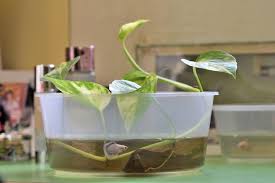 Fish Bowl Plants Keeping Betta Fish In Water Based Houseplant Container Fish Plants Betta Fish Bowl Indoor Water Garden
