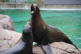 California Sea Lions Zoochat Sea Lion Lions Sea