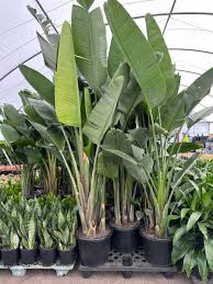 Image result for Strelitzia nicolai