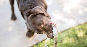 They might not be as lively and may not eat or drink as they normally would. Water Intoxication In Dogs Pups That Drink Too Much
