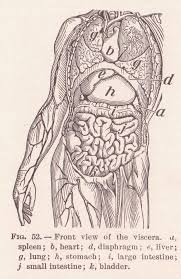 Choose from 500 different sets of flashcards about anatomical position human body anatomy physiology on quizlet. Standard Anatomical Position Wikipedia