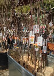 They can be planted between november and march you may also find some very good online tree suppliers making bare root trees available for sale around this time. Bare Root Fruit Trees Part 1 Gardening Tips For The Santa Cruz Mountains