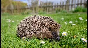 Hast du schon einmal ein flughörnchen gesehen? Kies Und Kurzer Rasen Halten Sie Ab So Machen Sie Ihren Garten Zum Paradies Fur Tiere The Weather Channel Artikel Von The Weather Channel Weather Com