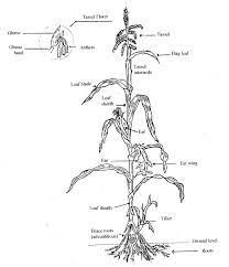Therefore plant as early as possible. Maize Anatomy And The Anatomy Of A Maze Awkward Botany