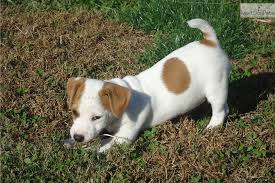 Offering this lovely, top quality, rare solid white broken coat female parson/jack russell terrier puppy. Shortie Jack Russell Puppies For Sale In Tn Jack Russell Terrier Jack Russell Puppies Jack Russell