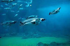 So how can they sleep and not drown? Can Penguins Breathe Underwater Penguins Blog