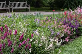 Image result for Angelonia