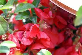 Dwarf flowering quince / mal's scientific name: File Chaenomeles Japonica Texas Scarlet 1zz Jpg Wikimedia Commons