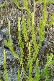 Image result for Lycopodiaceae