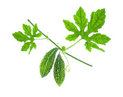 Image result for Momordica balsamina