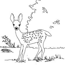 Deer Fawn Finding Food Coloring Page Coloring Sun Deer Coloring Pages Food Coloring Pages Bear Coloring Pages