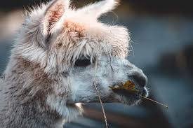 Image result for llama