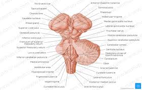 Study brainstem nuclei using smart web & mobile flashcards created by top students, teachers, and professors. Midbrain And Pons Anatomy Location Parts Definition Kenhub