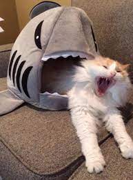 Give Your Cat This Shark Cat House And Snap Your Own Funny Cat Memes Makes A Great Last Minute Christmas Funny Cat Memes Cute Baby Animals Funny Animal Memes