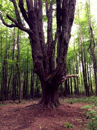 Pin By Dominique Devine On Take Me Away Nature Trail Trees To Plant Park Trails