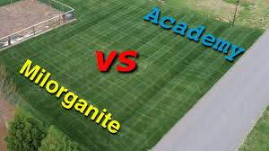 Bulk order · over 200 branches · free account registration Milorganite Fertilizer Update Is The Grass Greener On The Other Side Youtube