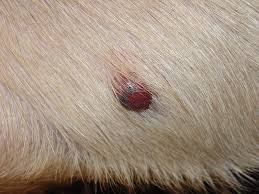 Skin tags can be unsettling for any dog owner. Hemangiosarcoma Cancer In Dogs And Cats