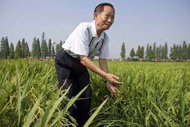 水稻雜交育種過程中，早期世代因種子量有限，致使稻米品質性狀常因而無法進行選 拔，尤其食味方面之相關性狀常需至f 6 以後才能進行，如此除增加育種工作之負荷外，也 常於早期世代選拔具優良性狀之植株時，遺失優良品質性狀之基因型。因此，開發稻米品質 é›œäº¤æ°´ç¨»ä¹‹çˆ¶ è¢éš†å¹³è¾­ä¸– äº«å¹´91 æ­²