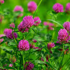 I've had a couple of requests to do a tutorial on how to make the clover flowers that i've added to my just be'cow'se card that i posted here. Red Clover Tops Alcohol Free 1 Oz Nature S Answer
