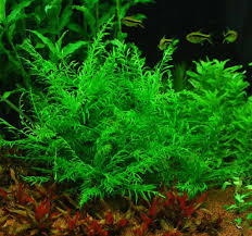 Image result for Hygrophila cataractae