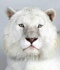 baby albino tortoise albino petting zoo pinterest 亀の赤ちゃん アルビノ カメ