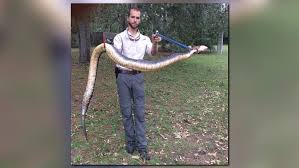 They are semiaquatic, so they're happy both swimming in water and basking on land in their native range in the southeastern united states. Giant Water Moccasin Nabbed In Florida 11alive Com