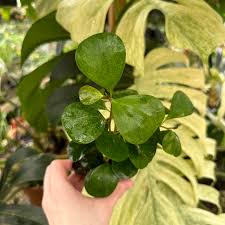 Image result for Ficus demeusei