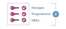 Women may have increased ca 125 levels during menstruation and pregnancy. Triple Negative Breast Cancer Cdc