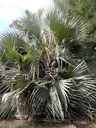 Image result for Hyphaene