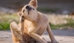 Dein Hund Hat Eine Allergie Ursachen Symptome Bei Allergien
