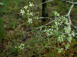 Image result for Secamone filiformis