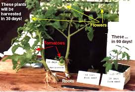Aeroponic Growing Systems For Greenhouses And Indoors The