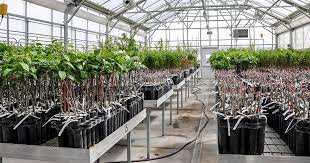 European plums in this case. New Prosser Greenhouse Allows Scientists To Better Protect Fruit Trees