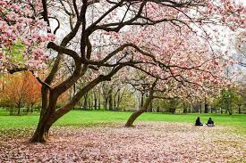 The Best Zoom Backgrounds For New York City Fanatics Background Free Nyc Nyc Park