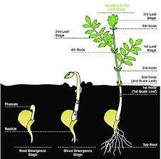 When deter­ mining growth stages, leaves are generally not counted until the col­ lar of the leaf is visible without tear­ ing the. Chickpea Plant And Its Growth Stages Download Scientific Diagram