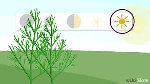 Mammoth dill can reach up to five feet. How To Grow Dill With Pictures Wikihow