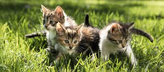 Baby wild cats will still go in the wild cats folder! Ein Kitten Zieht Ein Eingewohnungstipps Fressnapf