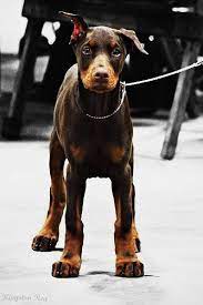 Doberman Puppy Doberman Puppy Big Puppies Baby Dogs